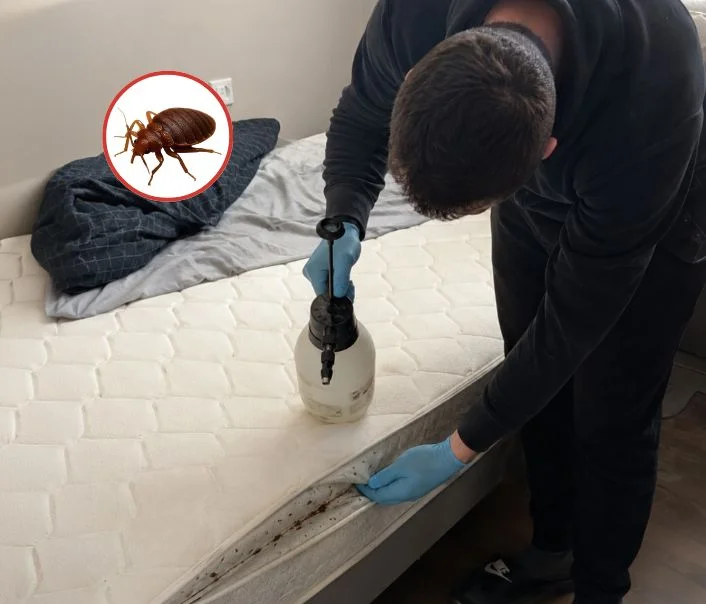 Technicien traitant un matelas contre les punaises de lit à Butry-sur-Oise